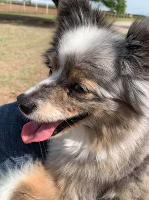 Kaynette Williams's dog, Hank.